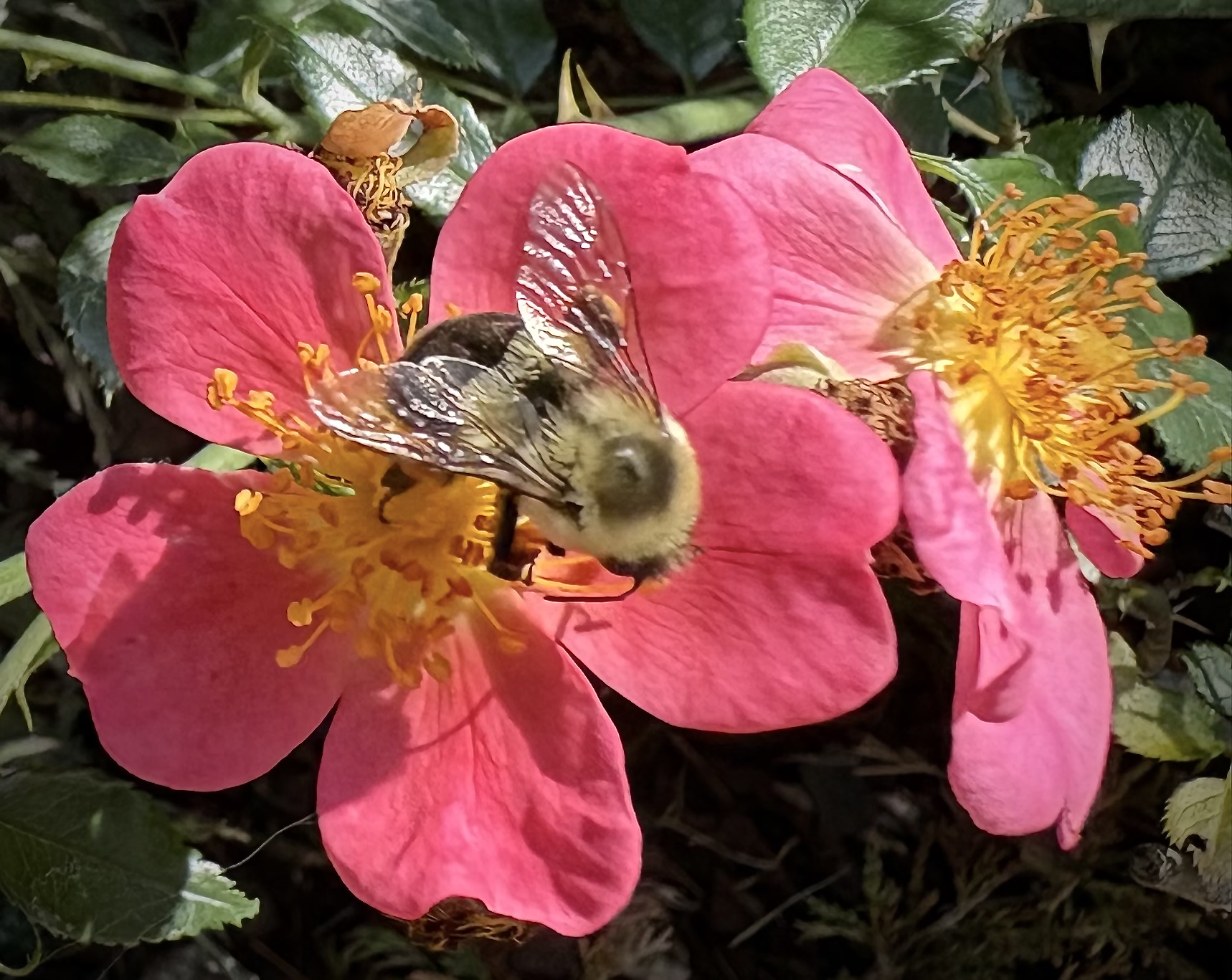 Rose Topolina with a bumblebee